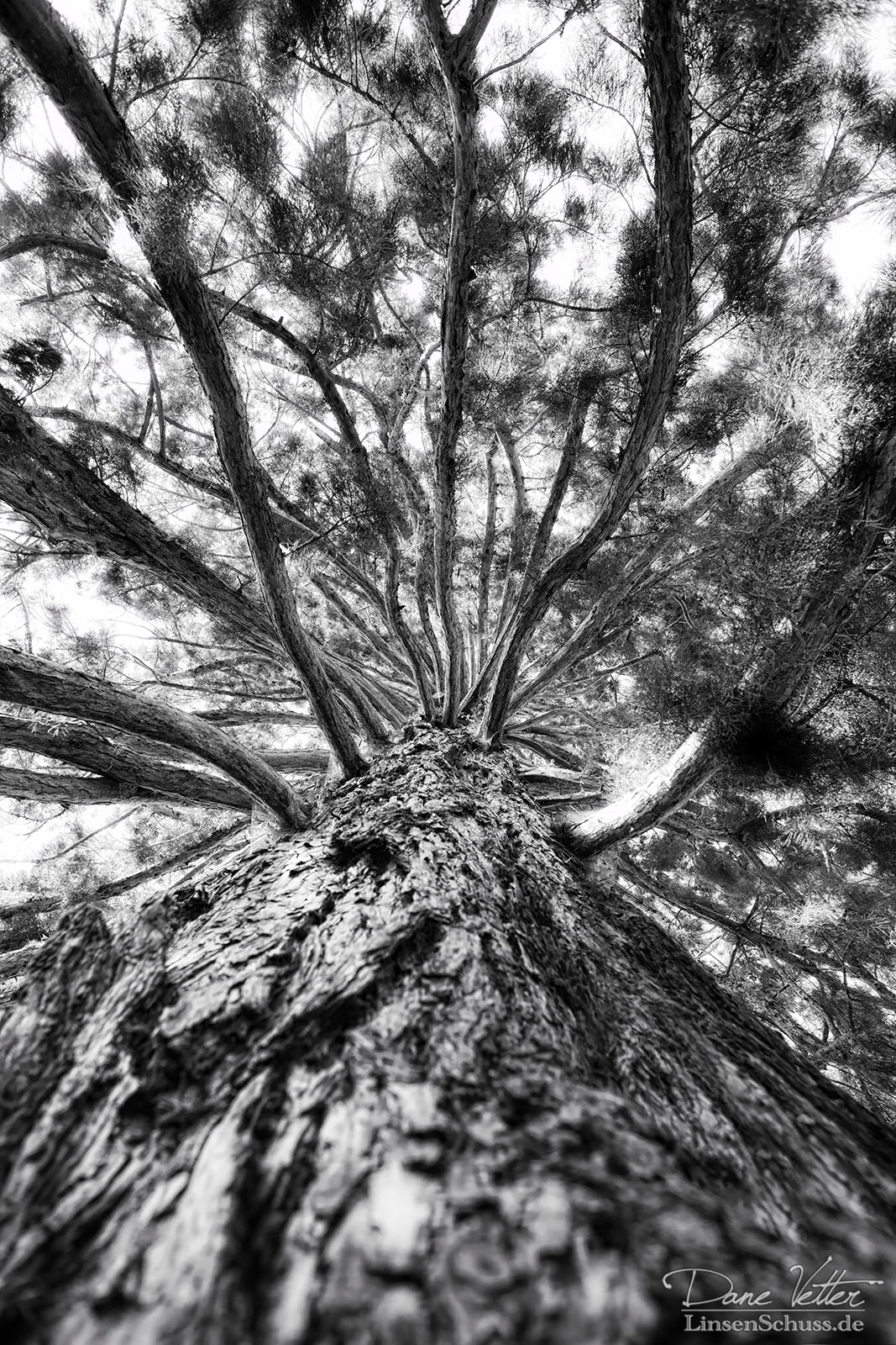 Entlang des Baumes